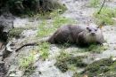 Otter