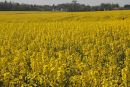 Rapeseed, Chenies, Buckinghamshire