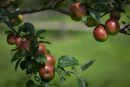 Apples, Rosemoor Gardens