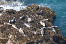 Seals, Lundy Island