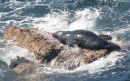 Seal, Lundy Island