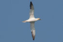 Gannet