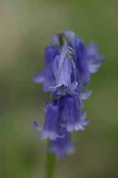 Bluebell