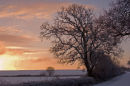Winter Morning