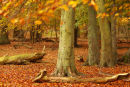 Autumn Beechwood
