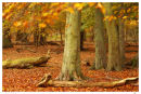 Autumn Beechwood