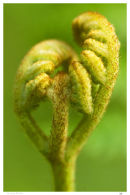 Emerging Bracken