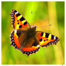 Small Tortoiseshell - A Portrait