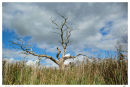 Bleached Tree - Snape