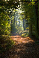 Woodland Clearing 1