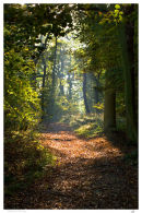 Woodland Clearing 1