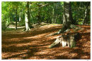 Autumn Beechwood