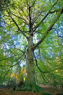 Mighty Beech