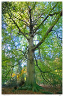 Mighty Beech