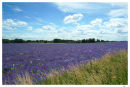 Bedfordshire Blues