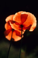 Wild Poppies