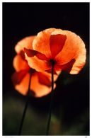 Wild Poppies