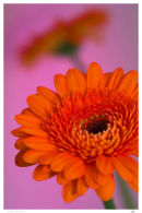 Gerbera Portrait