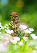 Song Thrush & Daisies