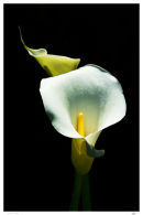 Calla Lily