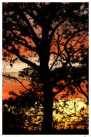 Autumn Oak Silhouette