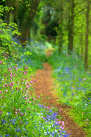 Woodland Path
