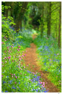 Woodland Path