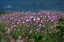 Coastal Thrift