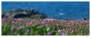 Coastal Thrift