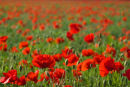 Summertime Poppies