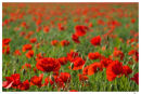 Summertime Poppies
