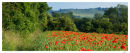 Summer Poppies