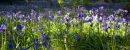 Bluebells