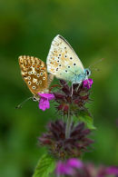 Common Blues