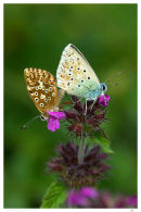 Common Blues