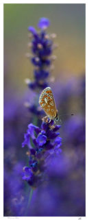 Blue on Blue