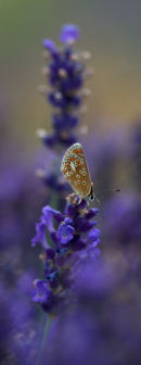 Common Blue