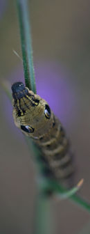 Elephant Hawkmoth