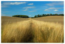 Harvest Fields
