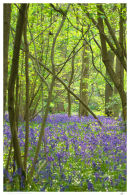 Bluebells at Gransden