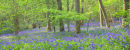 Gransden Carpet...