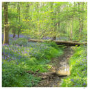 Bluebells at Gransden Wood