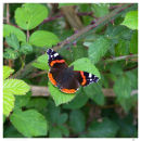 Red Admiral - A Portrait