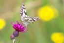 Marbled White