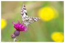 Marbled White