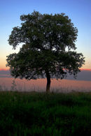 Brittany Meadow Oak
