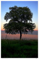 Brittany Meadow Oak