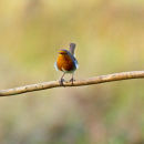 Robin