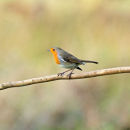 Robin