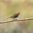 Robin